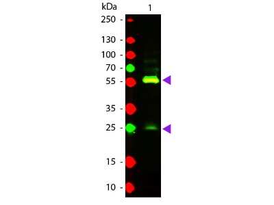 Western Blot: Biotin Antibody [Texas Red] [NB110-3647] - Lane 1: Biotin conjugated Guinea Pig IgG. Lane 2: None. Load: 50 ng per lane. Primary antibody: None. Secondary antibody: Texas Red goat secondary antibody at 1:1,000 for 60 min at RT. Blocking: incubated with blocking buffer for 30 min at RT. Predicted/Observed size: 25 & 55 kDa, 25 & 55 kDa for Guinea Pig IgG. Other band(s): None.
